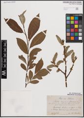 Foto von Salix caprea L. x Salix silesiaca Willd.